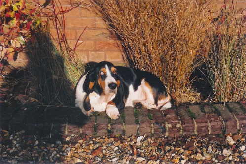 Elizabeth Basset