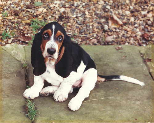 Lucy as a Puppy